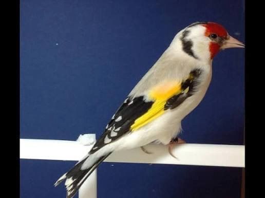 Кокил дурагай сава Срочно Сотилади отборный