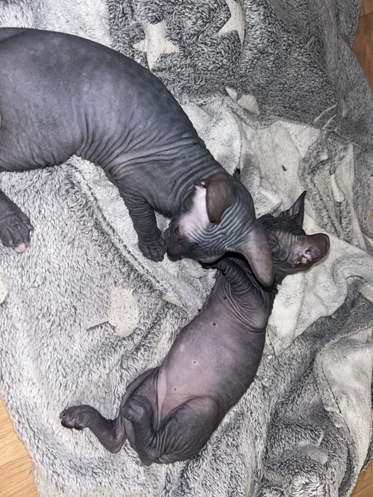 Котята породы велюровый сфинкс