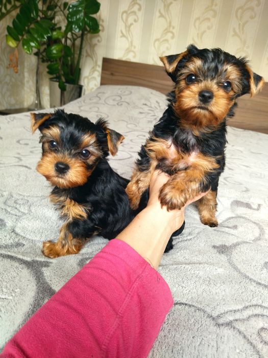 Йоркширский терьер