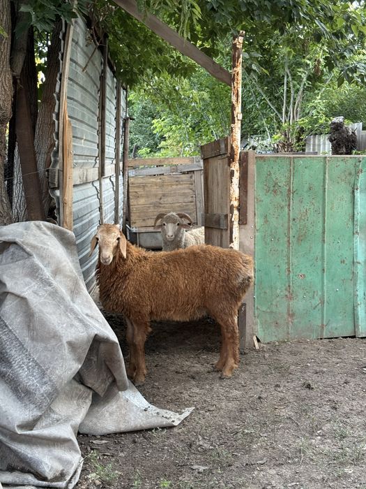 Продам баран гейсар