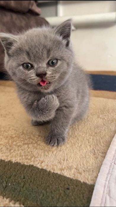 Британский Кошка , Мушук