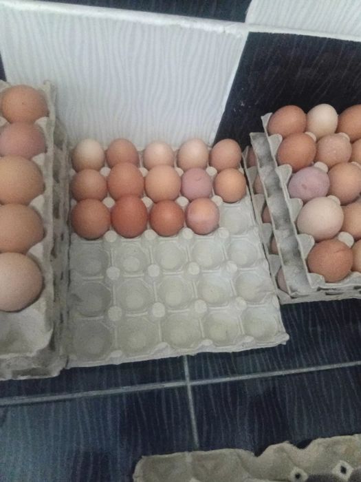 Vand  oua  de tara pentru comsum  nu de closca