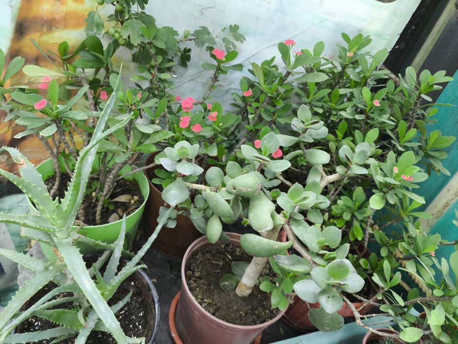 Комнатные цветы из дома