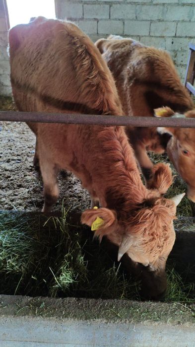 Семыз согымга сиыр