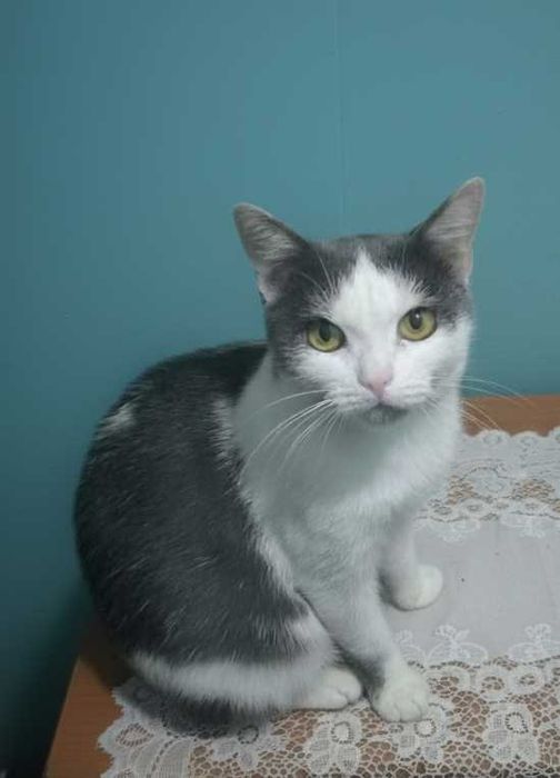 Кошка стерилизованная
