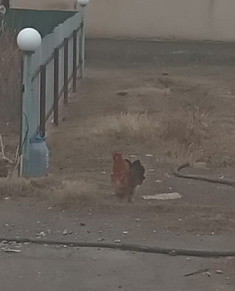 Японский кораздар сатылады