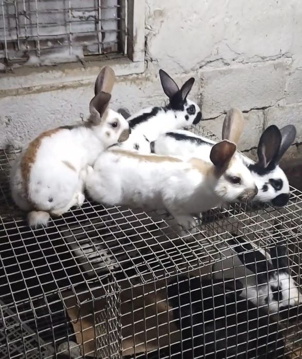 Продаются крольчата