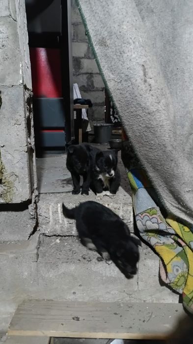 Бесплатно щенки лайк