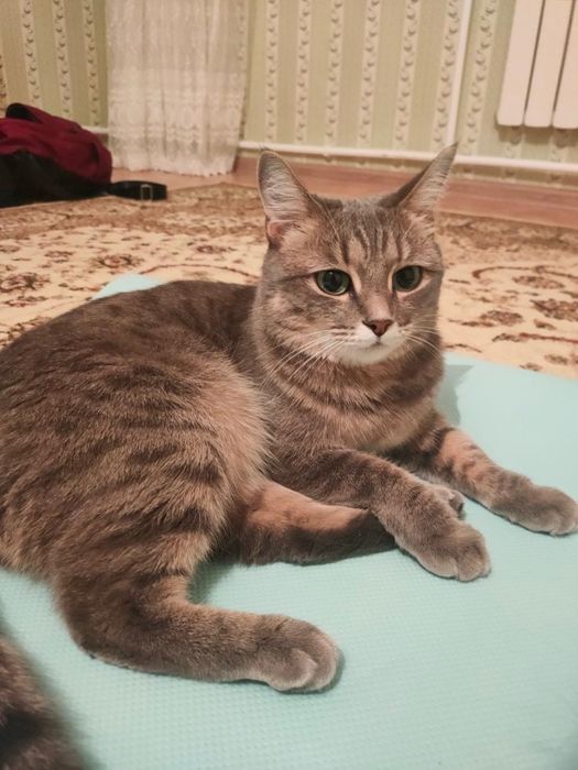 Пропала кошка в р-не КШТ ПОМОГИТЕ