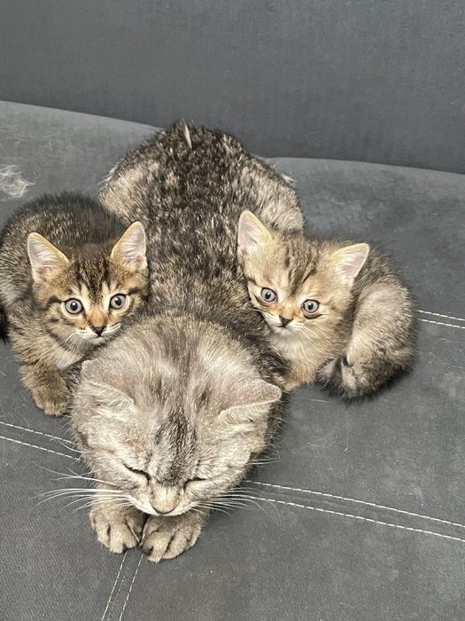 Милые котята в добрые руки