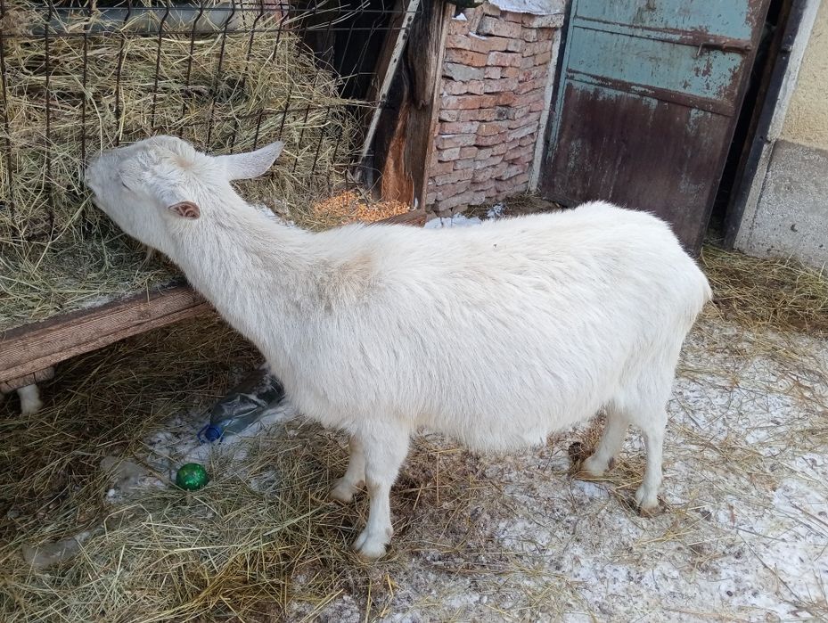 Vând capre de curte