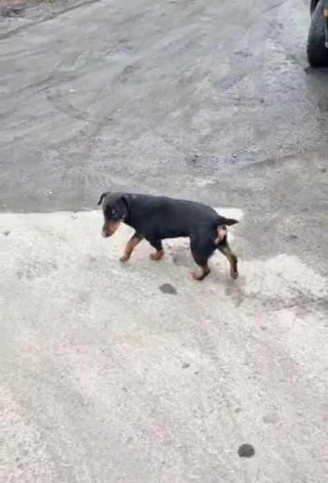 Вязка Ягдтерьера