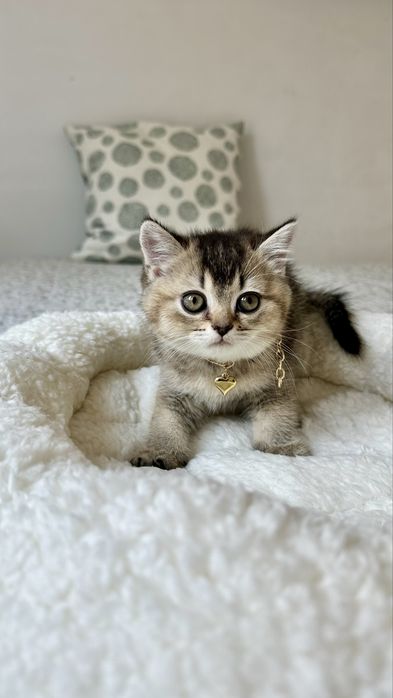 Fetita British Shorthair din Felisa Autorizata - Certificat pedigree