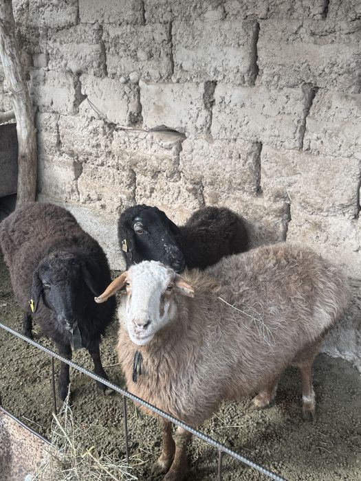 Бордақы кои 120 мың