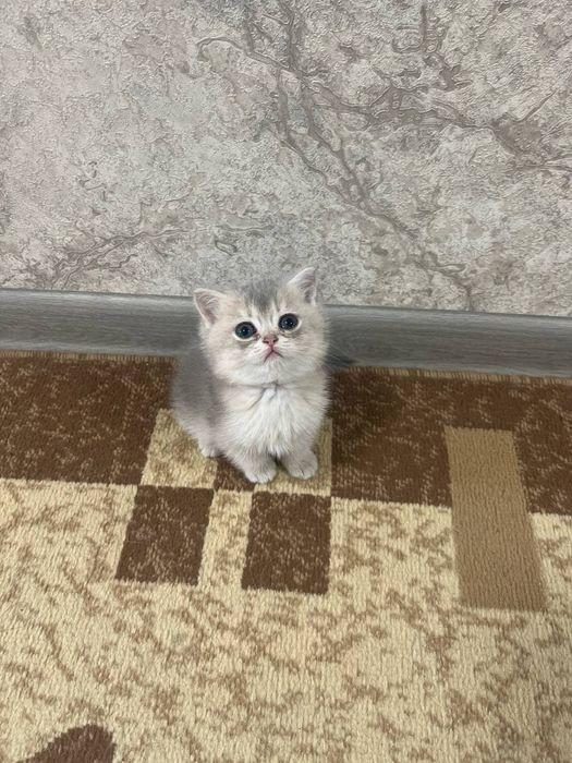 Серебристый шиншилла Шикарный чистокровный  золотая шиншилла.