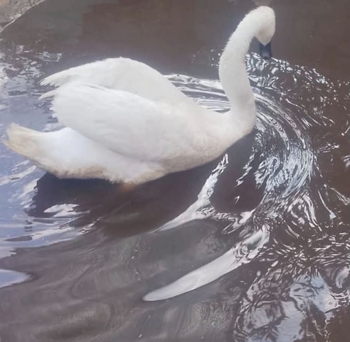 Vand mascul lebada alba de 5 ani reproducator