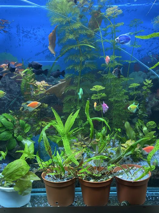 Аквариумные растения для вашего аквариума