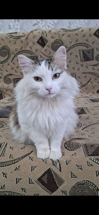 Прекрасная кошечка Ева в добрые руки!