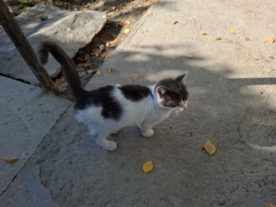 Котов в добрые руки