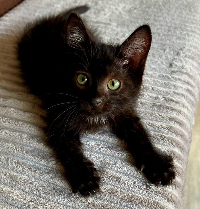 Котенок ищет дом