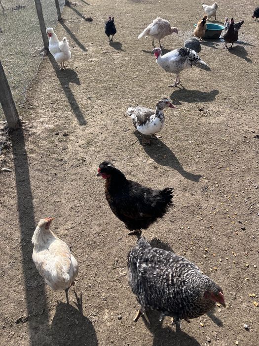 Gaste, gaini, rate, curci