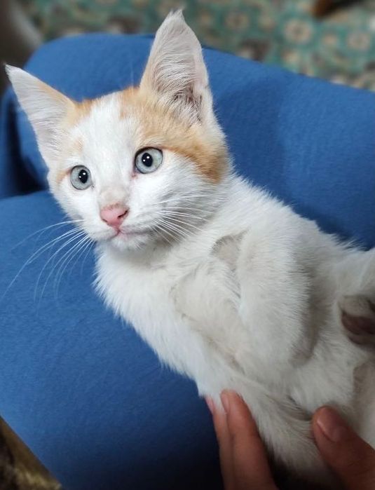 Котята ищут дом, 3 мальчика, в добрые руки