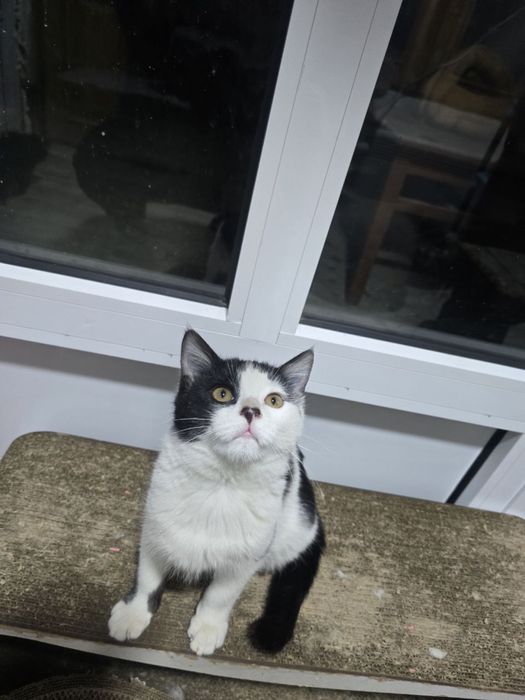 Котёнок мальчик, чёрно-беленький