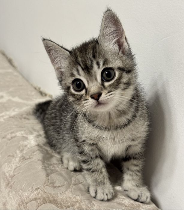 Отдам котёнка в добрые люди