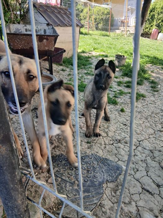 Donez Ciobanesc belgian malinois