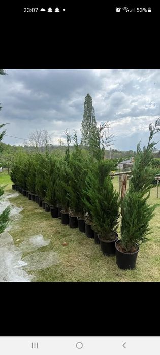 Gard viu Catalpa Leylandii Chiparos  Mesteacăn