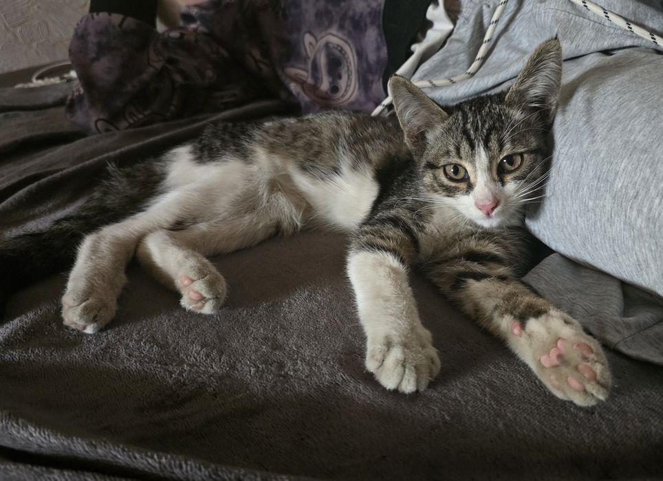Котенок 3 месяца.