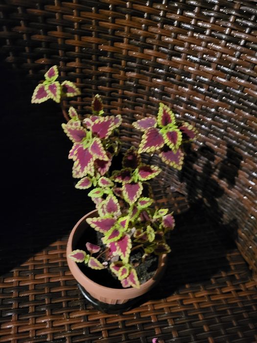 Колеус или крапивка