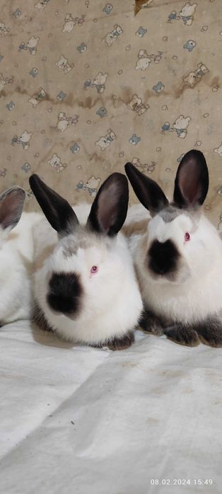 Кролики (пара). Евро Калифорнийской породы.