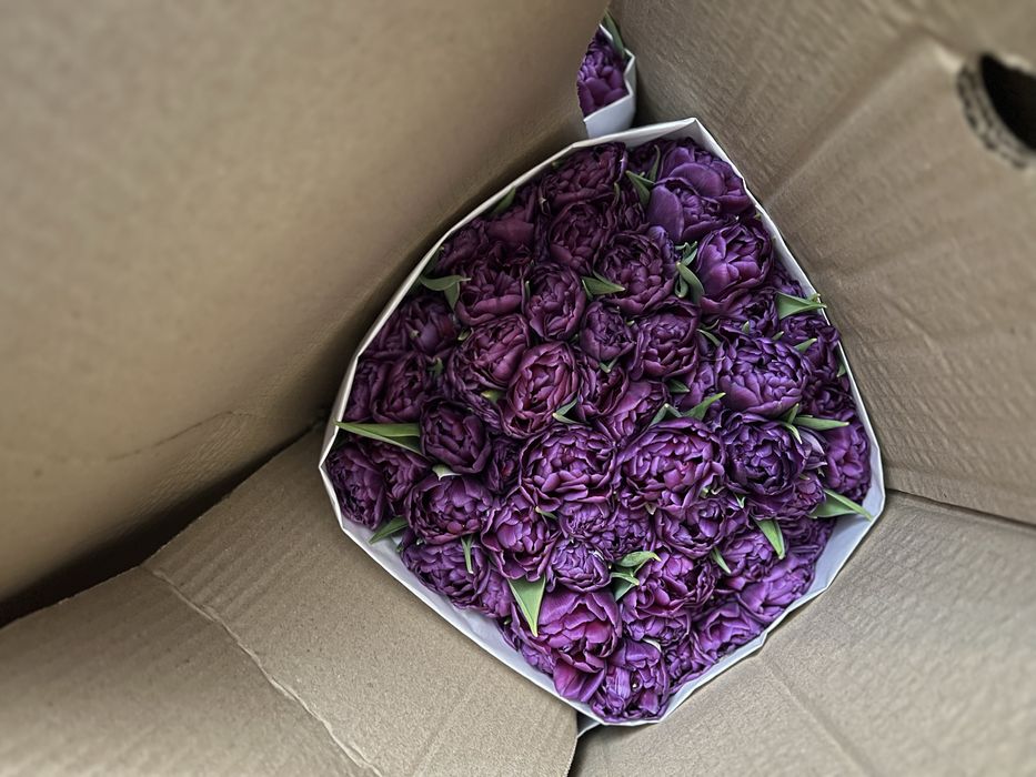 Оптом тюльпаны Астана