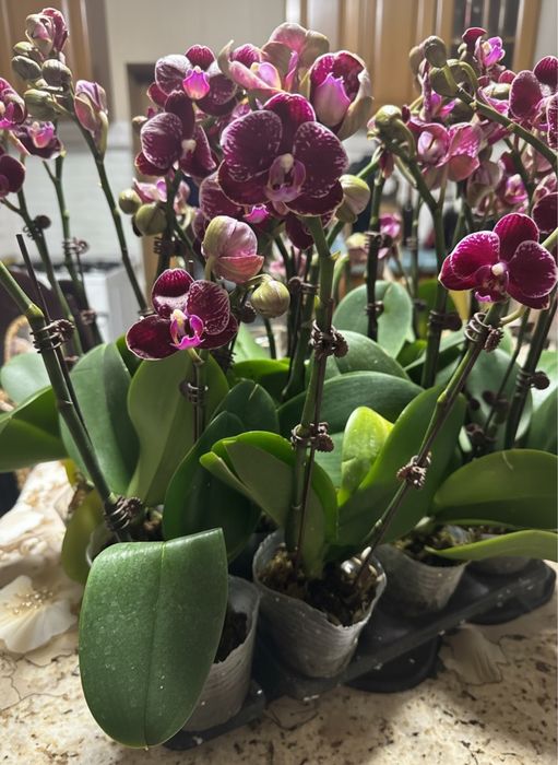 Орхидеи 8 сортов цветущие