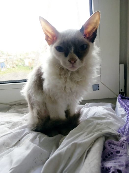 Котята корнишы смесь
