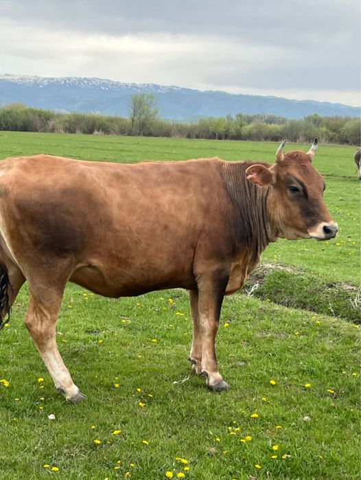 Телка крупная…..