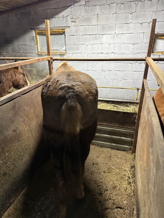 Лошадь с откорма крупная