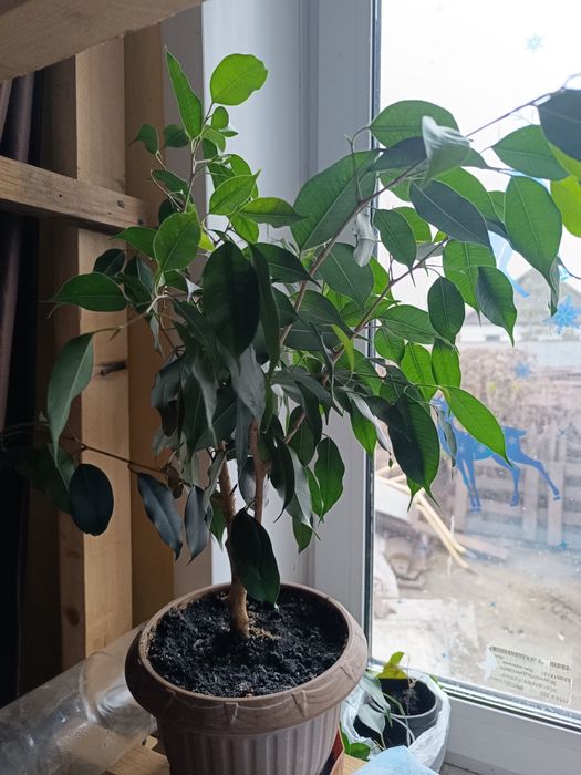 Укоренённые черенки фикуса Бенжамина