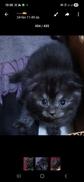 Britanskiy mushukchalar