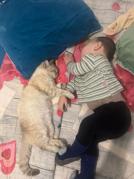 Кот, мальчик хочет спариваться!