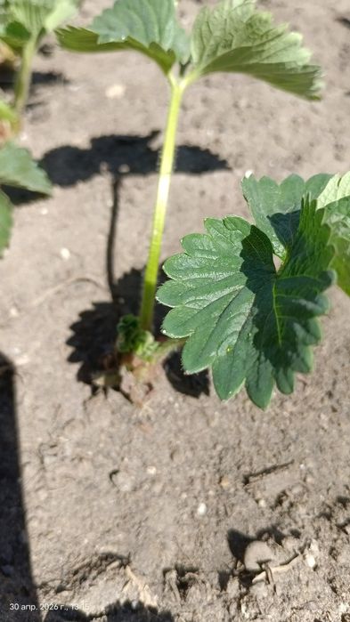 Продам рассаду клубники Купчиха