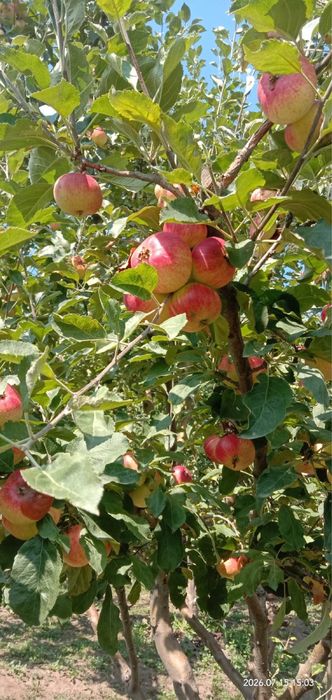 Продам яблоки разного сорта
