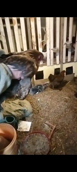 Продается куры брама