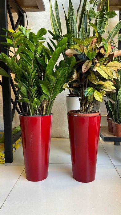 Комнатные растения для дома , ресторанов и офиса