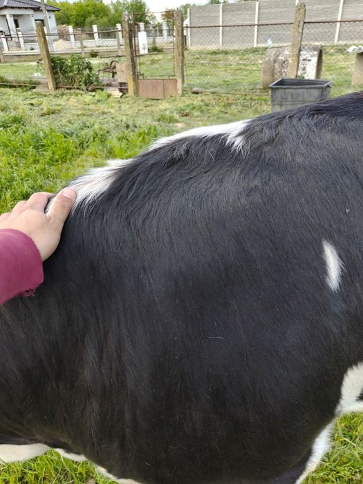 Jurinca gestantă
