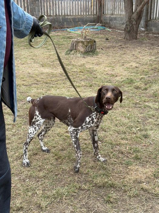 Курцхар сука 1.5года