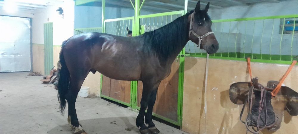 Жеребец айғыр конь