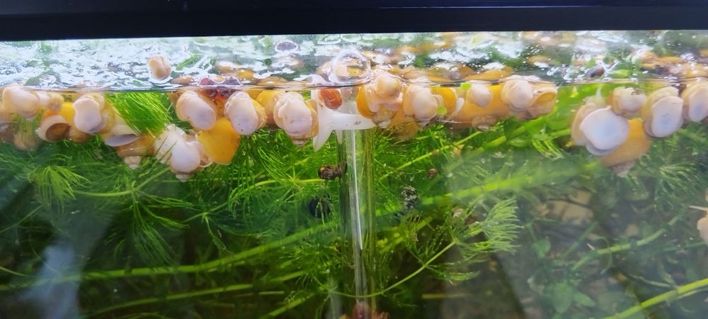 Охлюви Ампулария