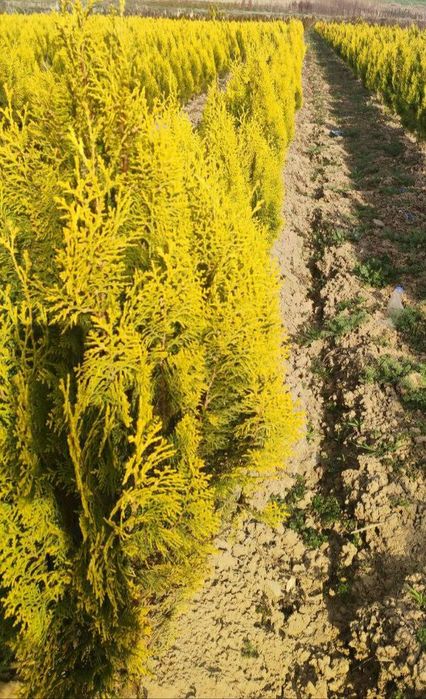 Кирим сасна сотилади